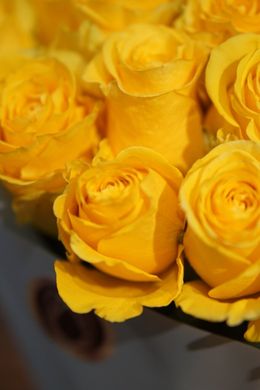 Букет Жовті троянди бк2265 бк2265 фото