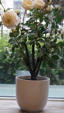 Кашпо MICA TUSCA POT ROUND White matt (D:25 x H:23) см. 144259-EDL 144259-EDL фото