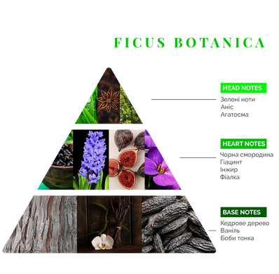 Аромадифузор Logevy Firenze 100 ML Ficus Botanica (Фікус) (LOG0180) LOG0180 фото