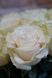 Букет квітів Квіткове щастя бк2059 бк2059 фото 3